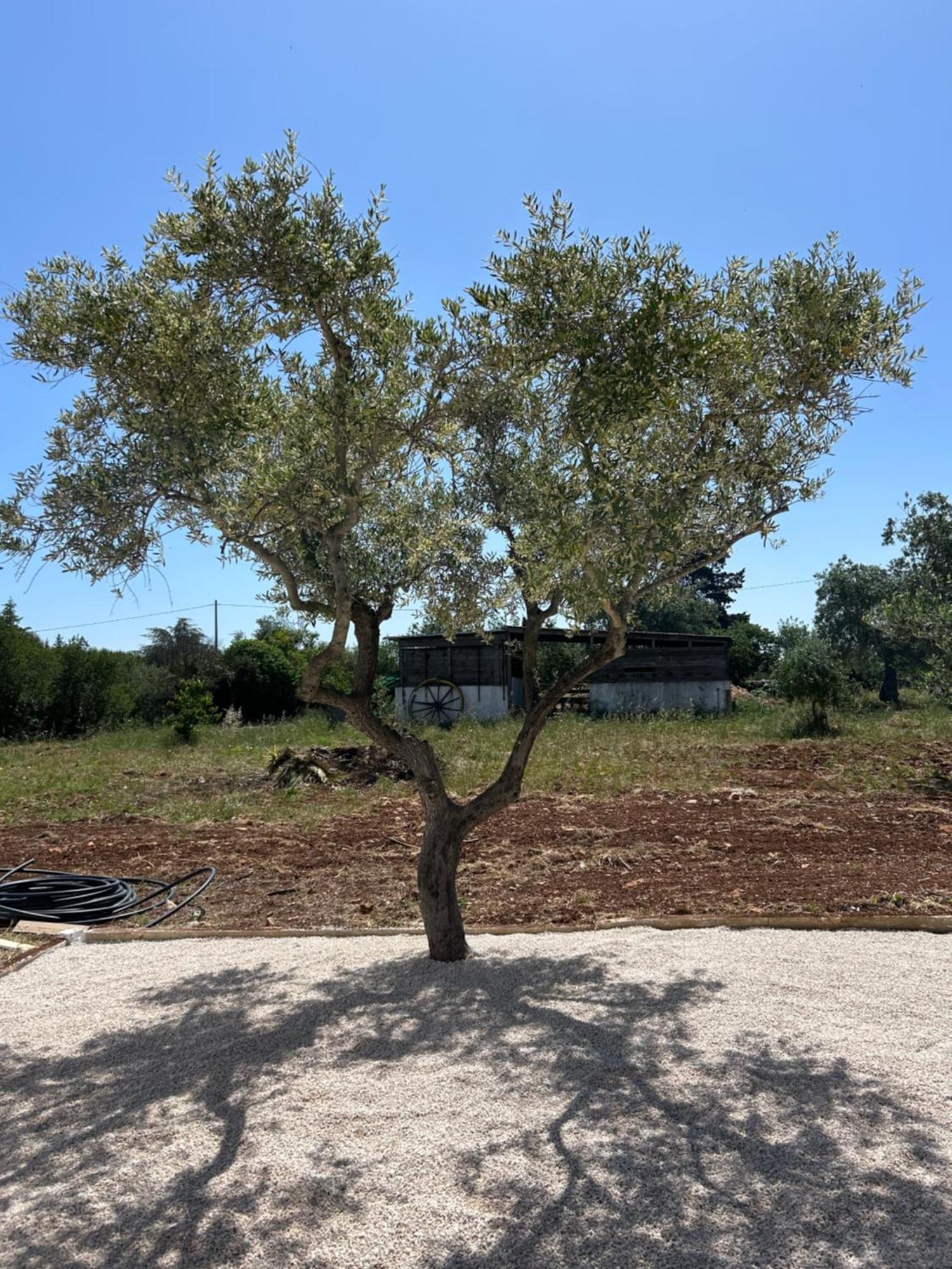 Trulli In Contrada - Monopoli Pensionat Exteriör bild